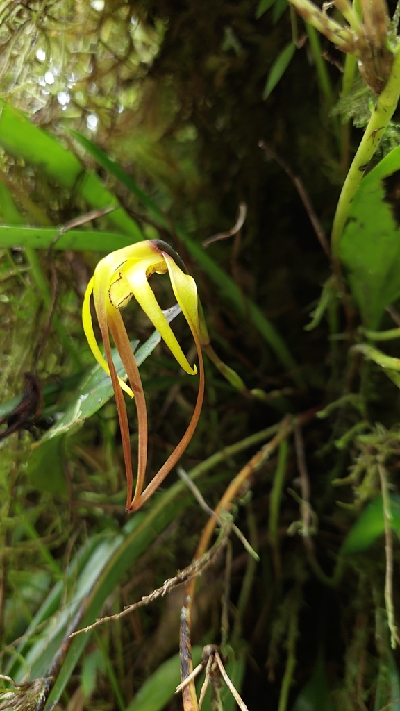 Maxillaria lepidota