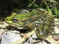 Lithobates spectabilis
