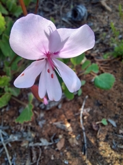 Pelargonium ovale
