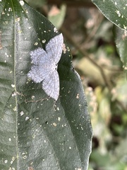 Leucodrepana serratilinea