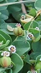 Euphorbia serpens
