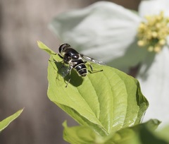 Eristalis saxorum