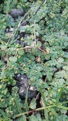 Euphorbia serpens