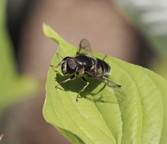Eristalis saxorum