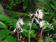 Epipogium kentingensis