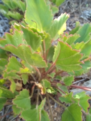 Pelargonium ovale