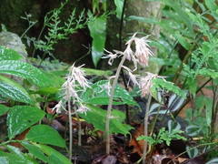 Epipogium kentingensis