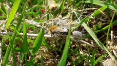 Andrena nitida