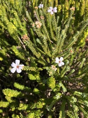 Adenandra obtusata