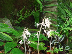 Epipogium kentingensis