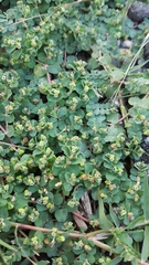 Euphorbia serpens