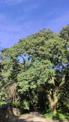 Tipuana tipu