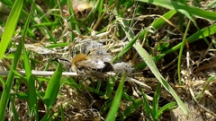 Andrena nitida
