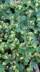 Euphorbia serpens