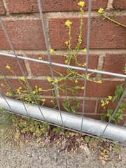 Sisymbrium officinale