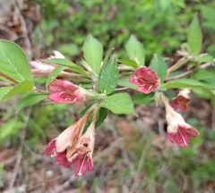 Weigela subsessilis