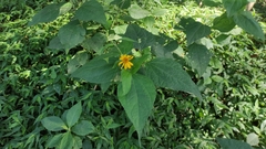 Asteraceae