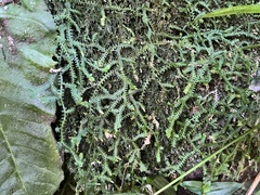 Selaginella mittenii