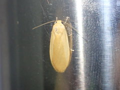 Manulea fuscodorsalis