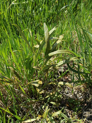 Puccinia sii-falcariae