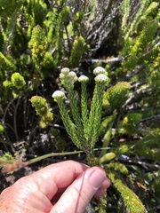 Phylica selaginoides