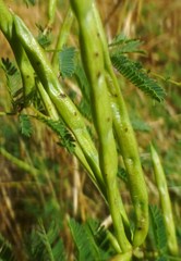 Desmanthus leptolobus