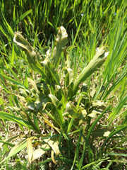 Puccinia sii-falcariae