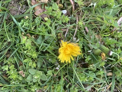 Taraxacum