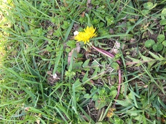 Taraxacum