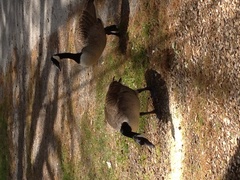 Branta canadensis