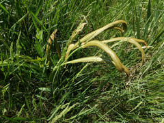 Puccinia sii-falcariae