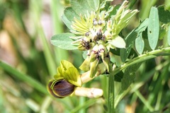 Vicia melanops