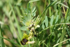 Vicia melanops