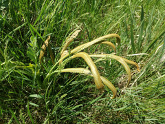 Puccinia sii-falcariae