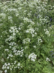 Anthriscus sylvestris
