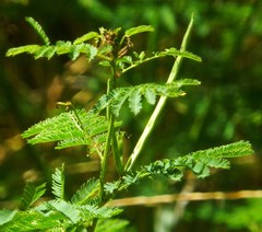 Desmanthus leptolobus