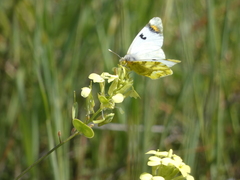 Zegris eupheme
