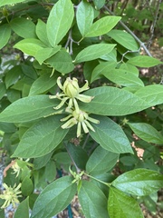 Calycanthus