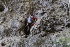 Neosarmatium indicum