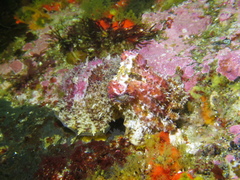 Sepia pulchra