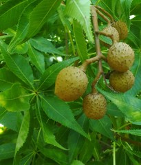 Aesculus glabra arguta