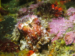 Sepia pulchra