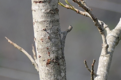 Draco blanfordii
