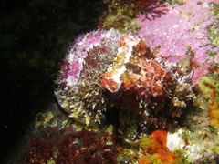 Sepia pulchra