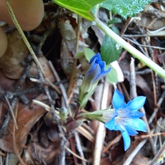 Gentiana squarrosa
