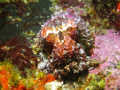 Sepia pulchra