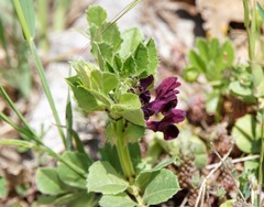 Vicia serratifolia