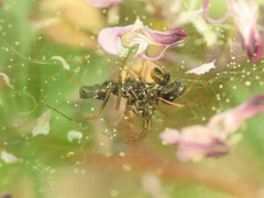 Neriene furtiva