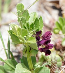 Vicia serratifolia