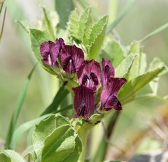 Vicia serratifolia